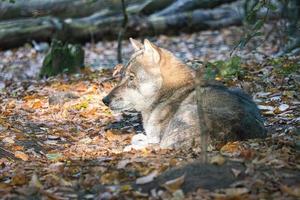 Mongolischer Wolf in einem Laubwald in Nahaufnahme foto