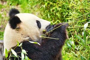 großer Panda, der sitzt und Bambus isst. gefährdete Spezies. schwarz-weißes Säugetier foto