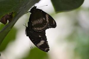 exotischer schmetterling auf einem blatt. zarter und bunter Schmetterling. foto