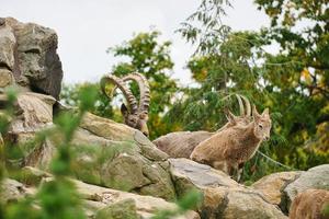 Steinbockfamilie auf Felsen in der Natur. großes Horn bei Säugetieren. Huftiere klettern foto