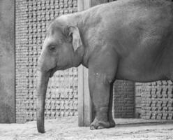 stehender Elefant mit hängendem Rüssel. graue Haut, größtes Landsäugetier. gefährdet foto