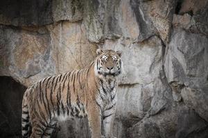 Sibirischer Tiger. elegante große Katze. gefährdetes Raubtier. weiß, schwarz, orange gestreiftes Fell foto