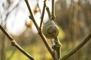 eine Schnecke, die auf einer Pflanze kriecht. gemächlich kriecht es vorwärts foto