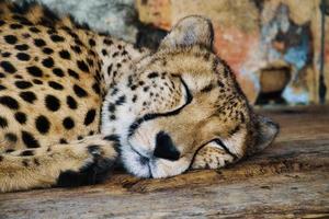 Gepard schläft. geflecktes Fell. Die große Katze ist ein Raubtier. ruhendes Säugetier. Jäger foto