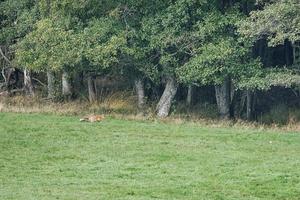 ein fuchs auf einer wiese, der im unterholz schutz sucht. foto