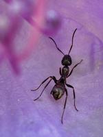 Ameisen auf einer Blume allein detailliert dargestellt foto