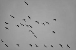 Kraniche bewegen sich in Formation am Himmel. Zugvögel auf dem darß. foto