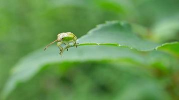 Käfer auf einem Blatt im Garten. Makroaufnahme des Insekts foto