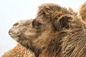 Kamel im Porträt. der Blick in die Ferne gerichtet. brauner langer Mantel. foto