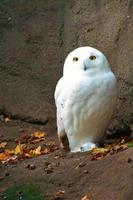 weiße Schleiereule. die eule ist ein raubvogel der dämmerung und nacht foto