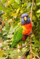Loris, auch kurz Lori genannt, sind papageienähnliche Vögel in buntem Gefieder foto