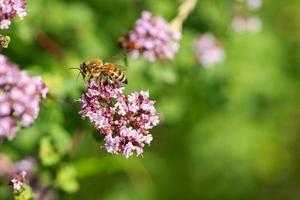 Honigbiene sammelt Nektar auf einer Blume des Blumenschmetterlingsstrauchs. fleißige Insekten foto