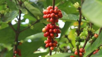 rote Kaffeekirschen an den Ästen und reif für die Ernte. Kaffeefrucht von der indonesischen Insel Java. foto