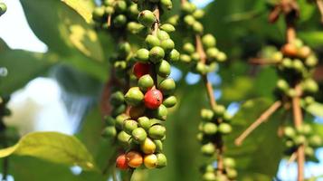 rote Kaffeekirschen an den Ästen und reif für die Ernte. Kaffeefrucht von der indonesischen Insel Java. foto