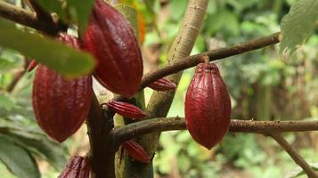 rote Kakaofrucht am Baum im Feld. Kakao oder Theobroma-Kakao l. ist ein kultivierter Baum in Plantagen, der aus Südamerika stammt, aber jetzt in verschiedenen tropischen Gebieten angebaut wird. Java, Indonesien. foto