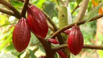 rote Kakaofrucht am Baum im Feld. Kakao oder Theobroma-Kakao l. ist ein kultivierter Baum in Plantagen, der aus Südamerika stammt, aber jetzt in verschiedenen tropischen Gebieten angebaut wird. Java, Indonesien. foto