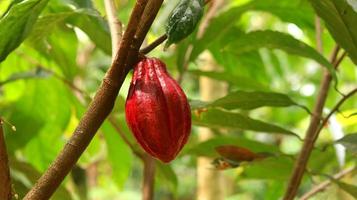 rote Kakaofrucht am Baum im Feld. Kakao oder Theobroma-Kakao l. ist ein kultivierter Baum in Plantagen, der aus Südamerika stammt, aber jetzt in verschiedenen tropischen Gebieten angebaut wird. Java, Indonesien. foto