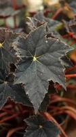Die Blätter der roten Samtbegonie sind einzigartig in Form eines dunkelroten Sterns. Begonie ist eine Gattung mehrjähriger Blütenpflanzen in der Familie der Begoniaceae. Naturhintergrund. foto
