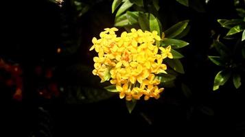 gelbe Ashoka-Blume mit schwarzem Naturhintergrund. Ashoka-Blume oder Saraca Asoca ist eine Pflanze mit schönen Blumen, die sehr vertraut sind. Diese Art gehört zur Familie der Rubiaceae oder Soka-Sokaan. foto