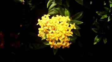 gelbe Ashoka-Blume mit schwarzem Naturhintergrund. Ashoka-Blume oder Saraca Asoca ist eine Pflanze mit schönen Blumen, die sehr vertraut sind. Diese Art gehört zur Familie der Rubiaceae oder Soka-Sokaan. foto