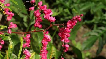 nahaufnahme rosa blumen, mexikanischer kriechpflanze, bienenstrauch, korallenranke, kette der liebe, herzen an einer kette, honolulu-kriechpflanze, bergrosen-korallenranke auf verschwommenem hintergrund foto