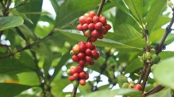 rote Kaffeekirschen an den Ästen und reif für die Ernte. Kaffeefrucht von der indonesischen Insel Java. foto