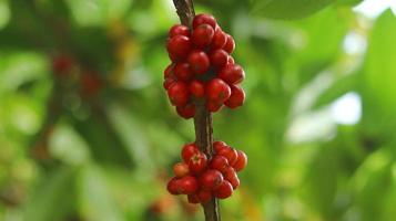 rote Kaffeekirschen an den Ästen und reif für die Ernte. Kaffeefrucht von der indonesischen Insel Java. foto