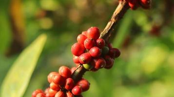 rote Kaffeekirschen an den Ästen und reif für die Ernte. Kaffeefrucht von der indonesischen Insel Java. foto