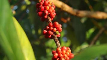 rote Kaffeekirschen an den Ästen und reif für die Ernte. Kaffeefrucht von der indonesischen Insel Java. foto