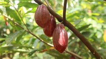 rote Kakaofrucht am Baum im Feld. Kakao oder Theobroma-Kakao l. ist ein kultivierter Baum in Plantagen, der aus Südamerika stammt, aber jetzt in verschiedenen tropischen Gebieten angebaut wird. Java, Indonesien. foto