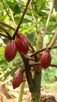 rote Kakaofrucht am Baum im Feld. Kakao oder Theobroma-Kakao l. ist ein kultivierter Baum in Plantagen, der aus Südamerika stammt, aber jetzt in verschiedenen tropischen Gebieten angebaut wird. Java, Indonesien. foto