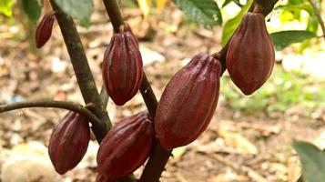 rote Kakaofrucht am Baum im Feld. Kakao oder Theobroma-Kakao l. ist ein kultivierter Baum in Plantagen, der aus Südamerika stammt, aber jetzt in verschiedenen tropischen Gebieten angebaut wird. Java, Indonesien. foto