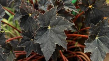 Die Blätter der roten Samtbegonie sind einzigartig in Form eines dunkelroten Sterns. Begonie ist eine Gattung mehrjähriger Blütenpflanzen in der Familie der Begoniaceae. Naturhintergrund. foto