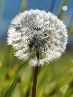 Löwenzahn mit Tautropfen auf einer grünen Wiese foto