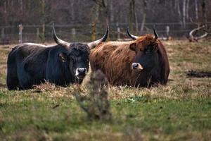 Hochlandrinder auf einer Wiese. kräftige Hörner braunes Fell. Landwirtschaft und Viehzucht foto