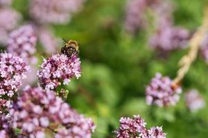 Honigbiene sammelt Nektar auf einer Blume des Blumenschmetterlingsstrauchs. fleißige Insekten foto