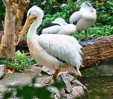 Pelikan im Porträt. weißes Gefieder, großer Schnabel, bei einem großen Meeresvogel. Tier foto