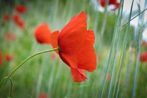 Klatschmohn auf einer Sommerwiese. Farbtupfer in Rot. die zarten Blütenblätter isoliert. foto