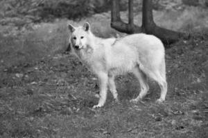 junger weißer wolf, in schwarz weiß aufgenommen im wolfspark werner freund. foto