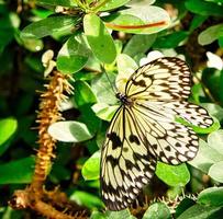 bunter schmetterling auf einem blatt, blume. elegant und zart foto