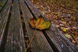 farbiges Blatt im Herbst auf einer Bank. Herbstblätter im Park. Bäume im Hintergrund foto