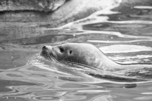 Siegel in Schwarz und Weiß, schwimmend im Wasser. Nahaufnahme des Säugetiers. foto