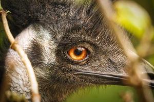 Nandu im Porträt. Nahaufnahme des Vogels vom Kopf. orange-gelbes Auge fällt auf. foto