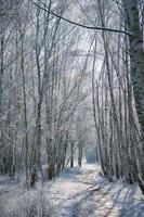 Verschneiter Birkenwald am Stadtrand von Berlin foto