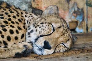 Gepard, der hinter Gras liegt. geflecktes Fell. Die große Katze ist ein Raubtier. ruhendes Säugetier foto