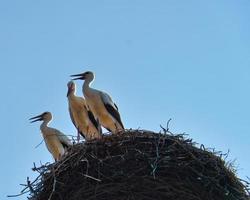 Drei Weißstörche im Nest auf einem Schornstein in Brandenburg. foto