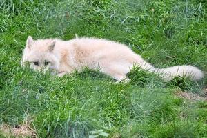 junger weißer wolf aus dem wolfspark werner freund. foto