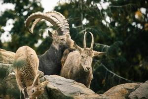 Steinbockfamilie auf Felsen in der Natur. großes Horn bei Säugetieren. Huftiere klettern foto