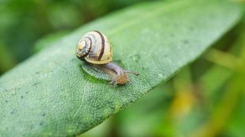 eine Schnecke, die auf einer Pflanze kriecht. gemächlich kriecht es vorwärts foto