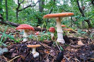 eine gruppe von fliegenpilzen in einem laubwald auf dem darß. foto